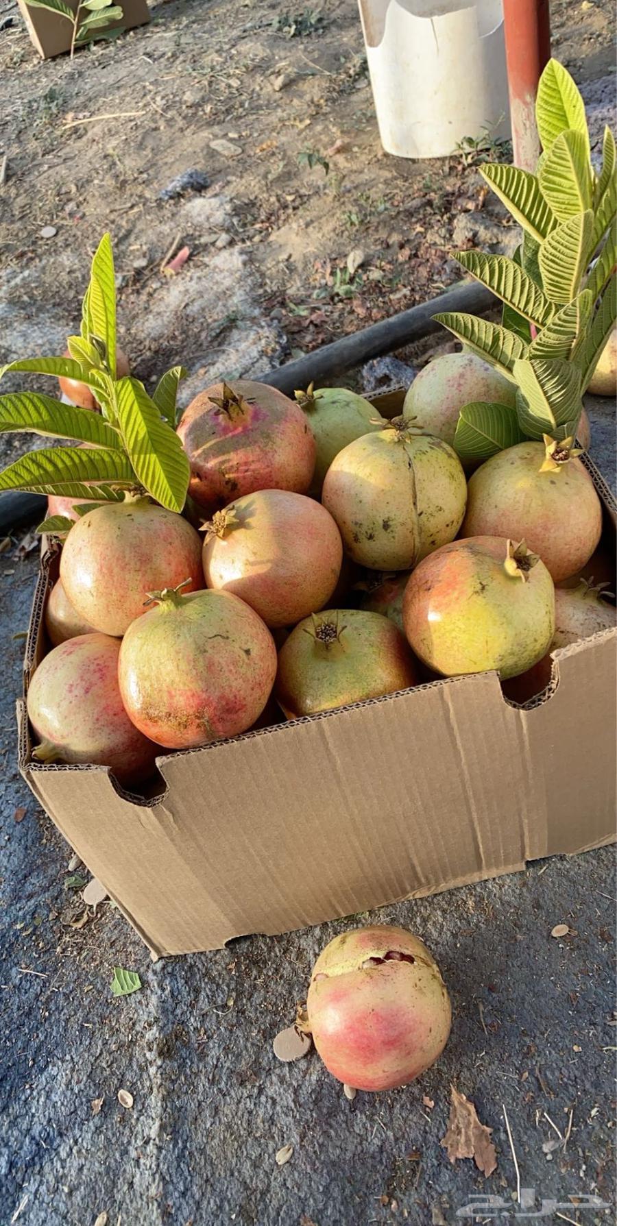 رمان الباحه مزارع ال عتيق العضويه64401786498179113