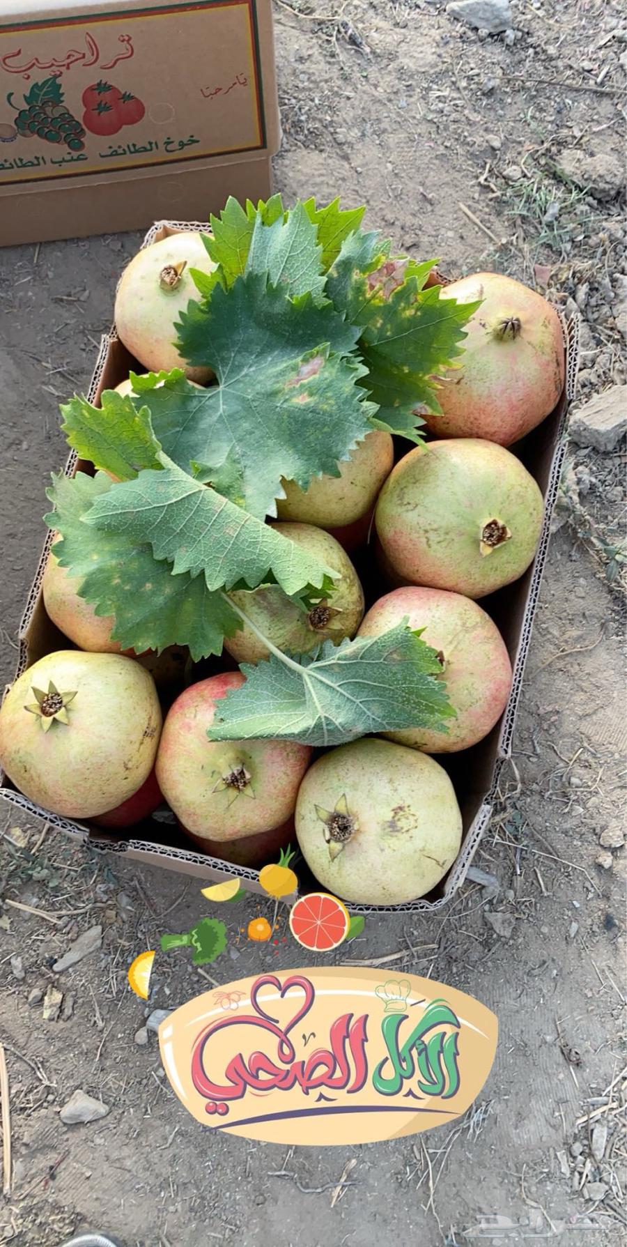 رمان الباحه مزارع ال عتيق العضويه64401786498179114