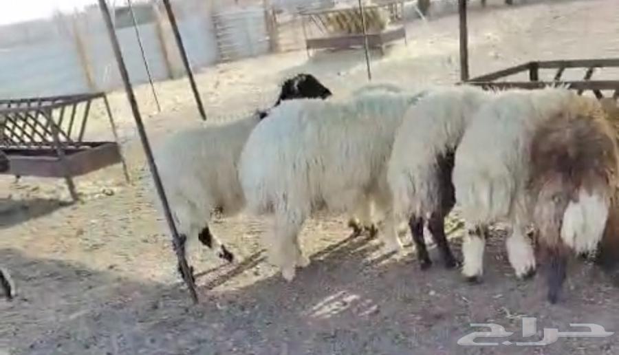 Naaimi Slaughters, Keys and Fridge with Slaughter, Packaging and Delivery64401411119106110