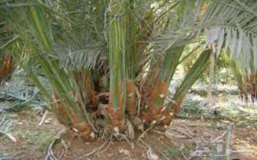 Qassim Al-Khlas palm trees are excellent and clean on request64402678730754110