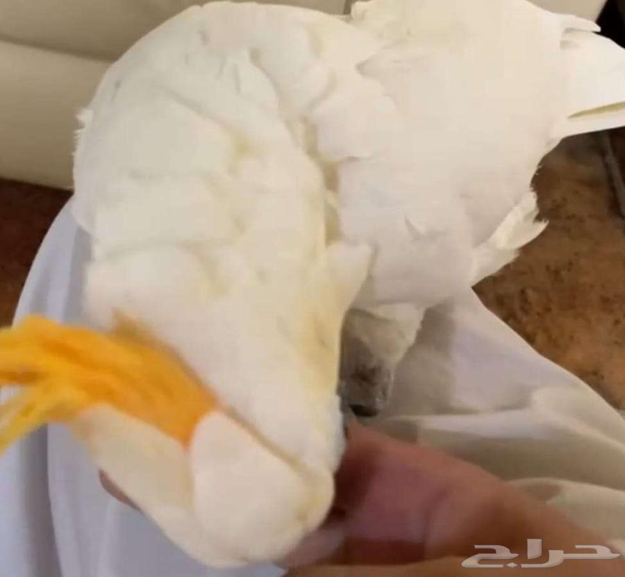 أنثى ببغاء كوكاتو نادرة كان 7000 أصبح 500064404000195075112