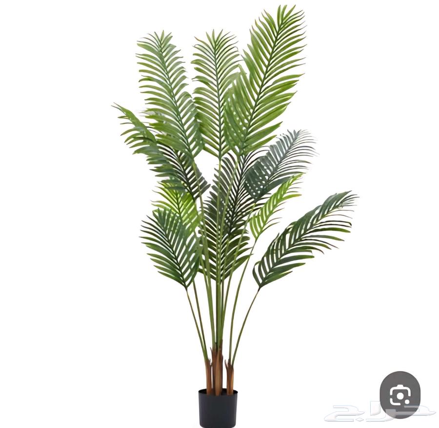 Decorative palm tree64429237177091113