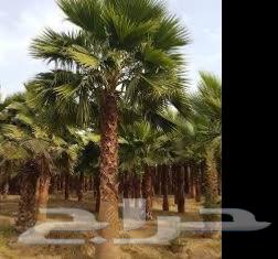 نخيل واشنطن (واشنطني) نخل64406012893443110