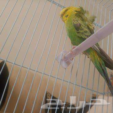 طائر بادجي هوجو مع القفص64411216238851111