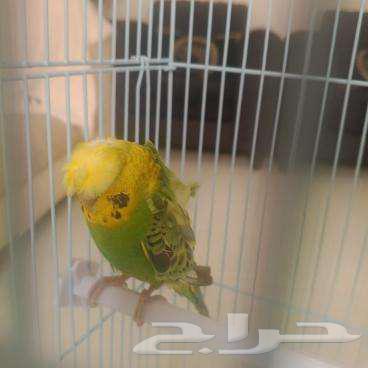 طائر بادجي هوجو مع القفص64411216238851110