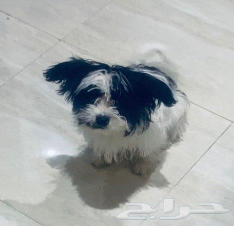 كلبه مالتيزر مجانا لليوم فقط64445865497475110