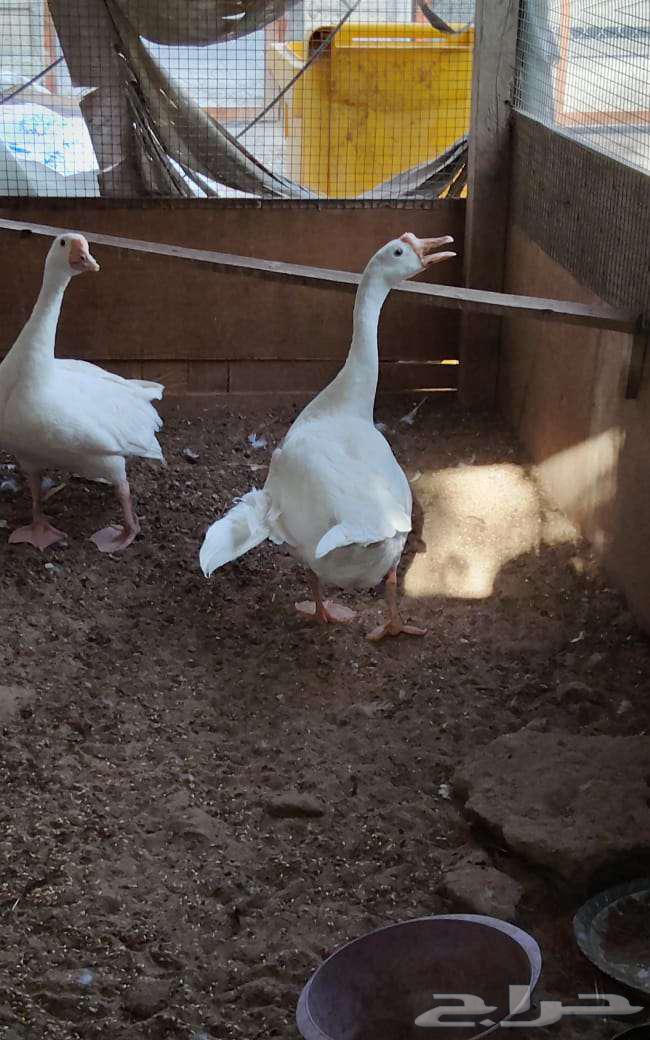 وز عراقي ابيض ذكور64407964978305114