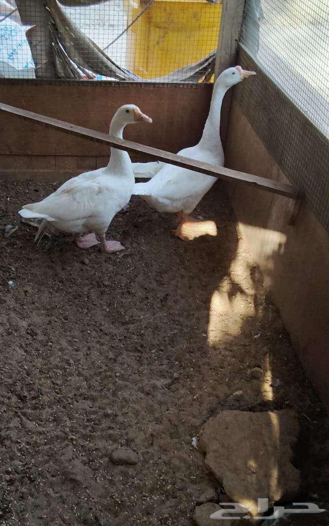 وز عراقي ابيض ذكور64407964978305111