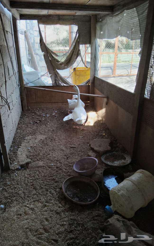 وز عراقي ابيض ذكور64407964978305112