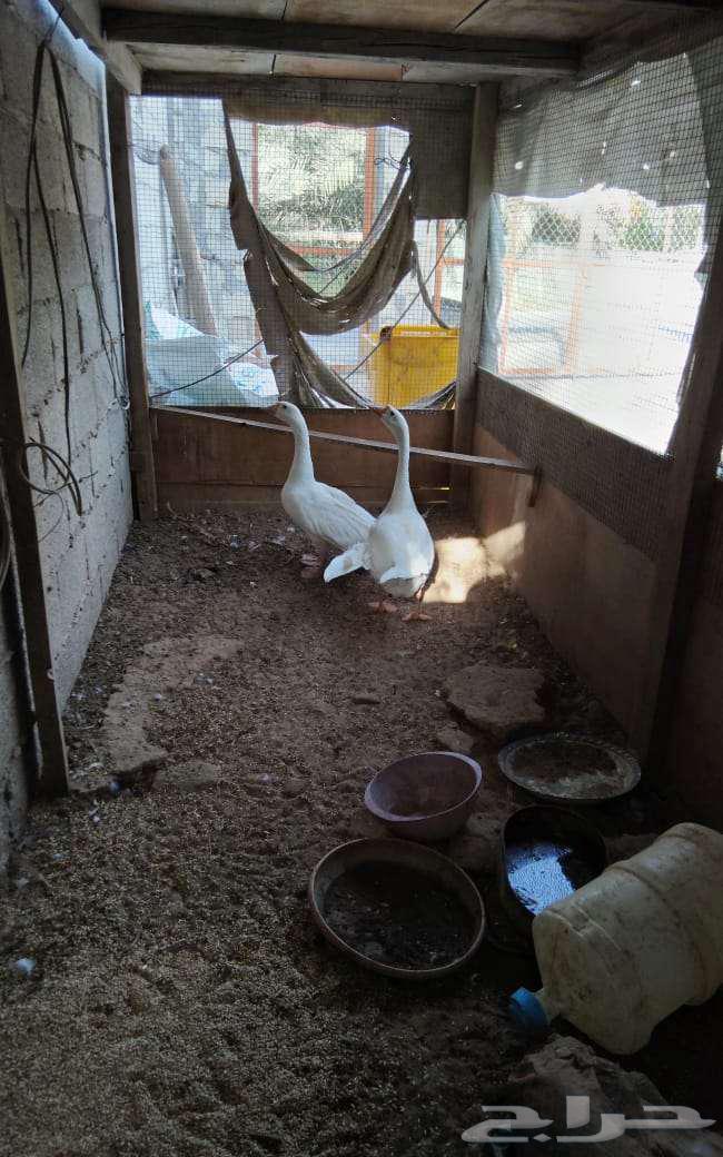 وز عراقي ابيض ذكور64407964978305110