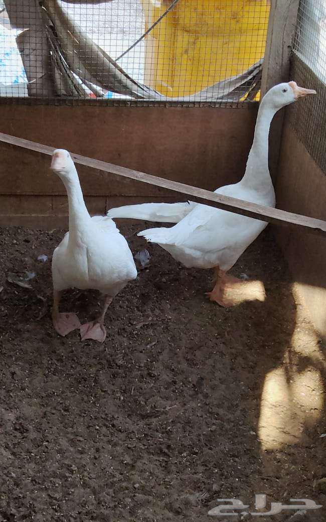 وز عراقي ابيض ذكور64407964978305113