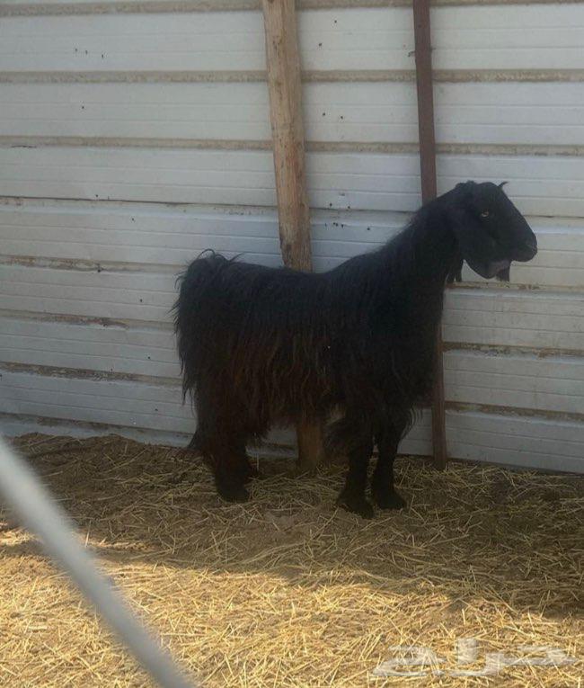 تيس فحل جذع عارضي64406555111553111