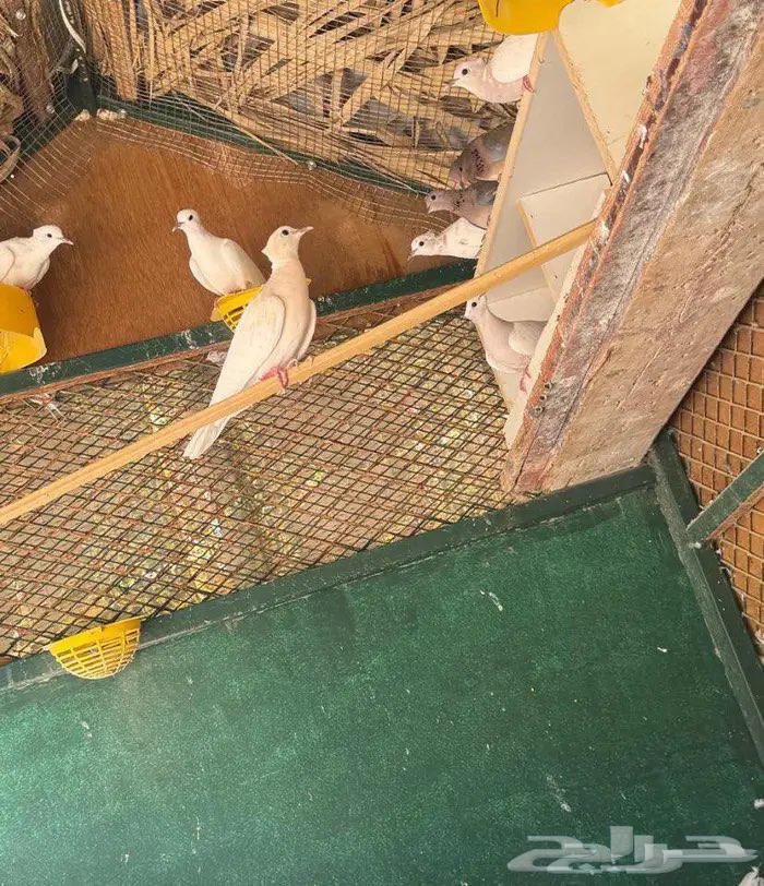 حمام أوربي للبيع64407084524930110