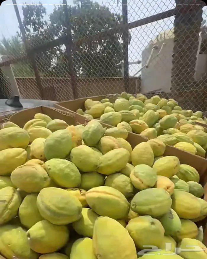 لوز شي حلو ويوجد توصيل لكل المناطق64408216501763111