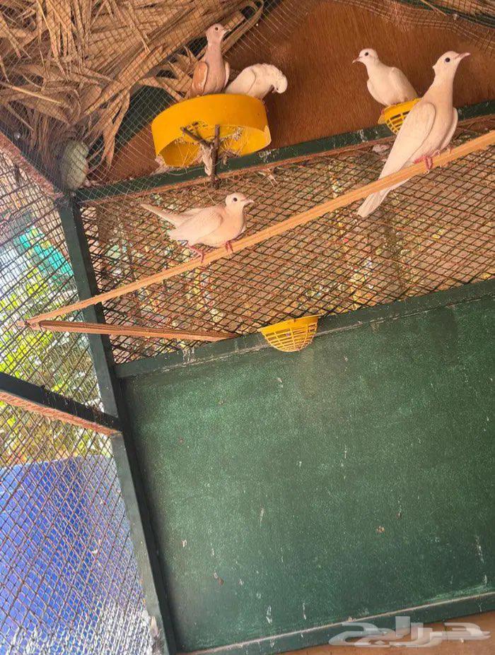 حمام أوربي للبيع64407084524930111