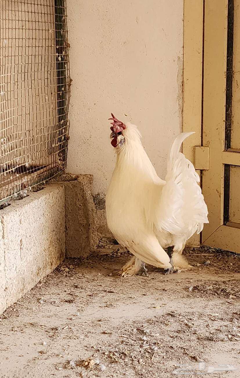 ديك أبيض مكس سلكي فيومي64411460322306113