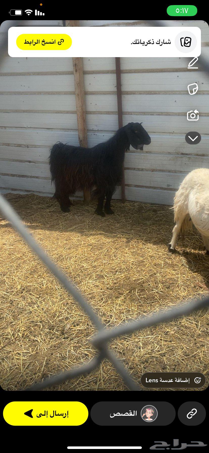 تيس فحل جذع عارضي64406555111553110