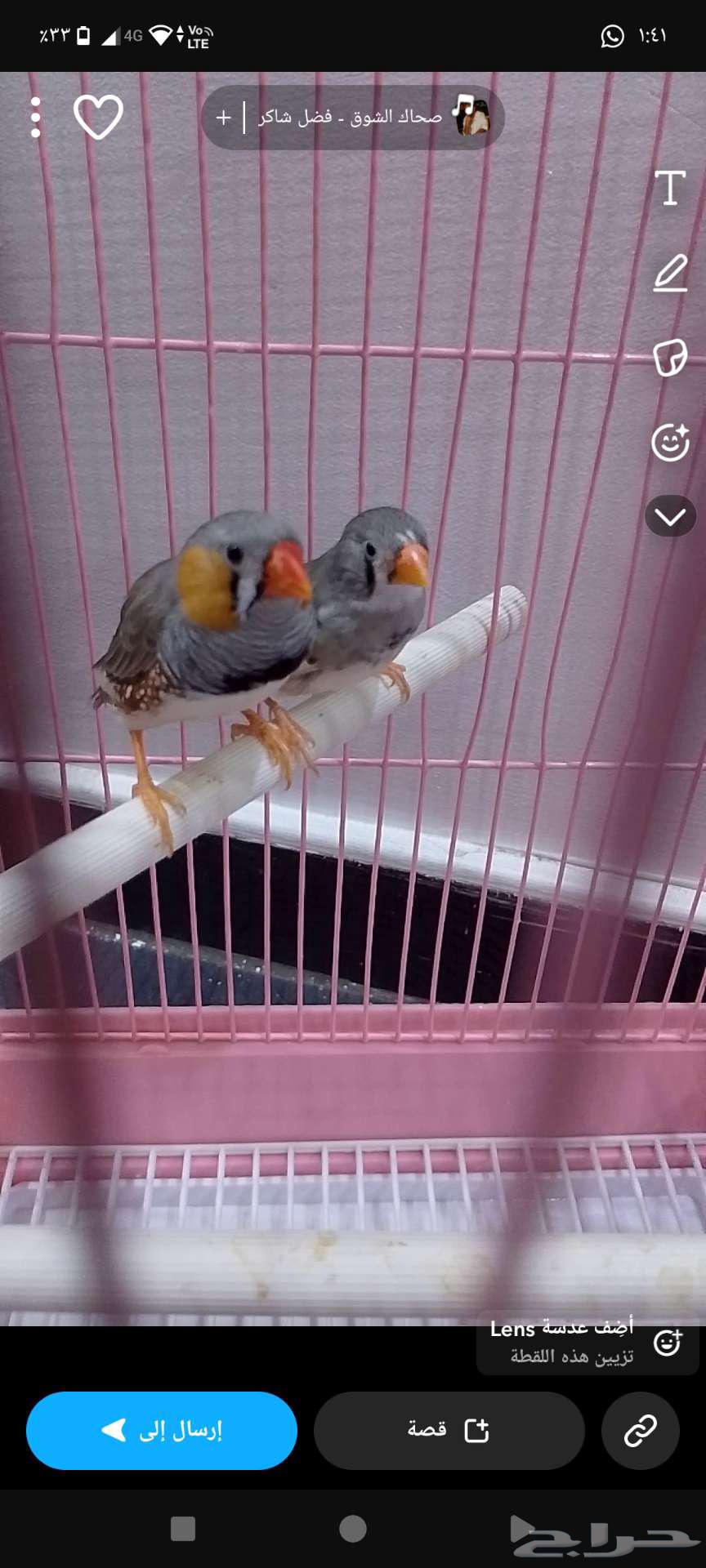 طيور زوبرا64407923283075111