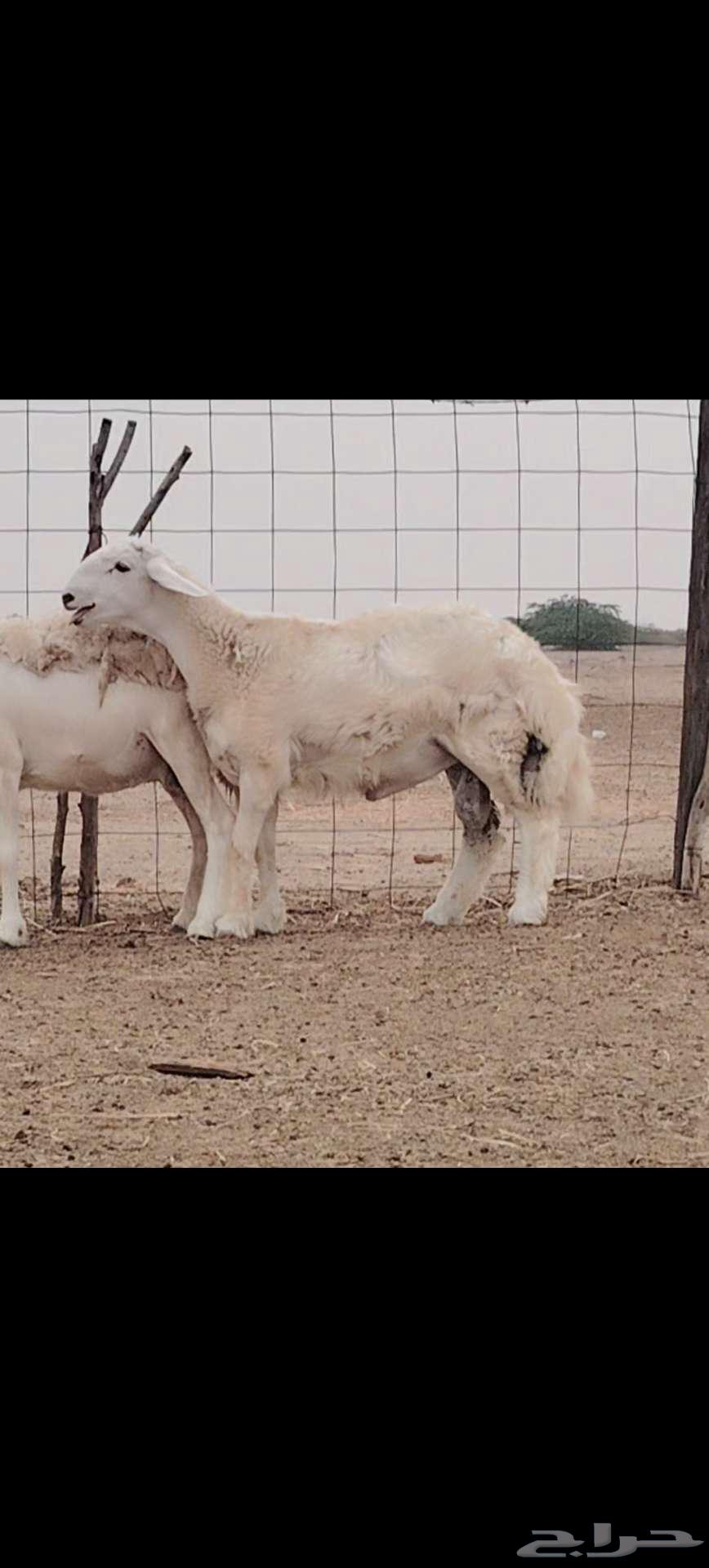 جذع مشروط مباع64410173257089110