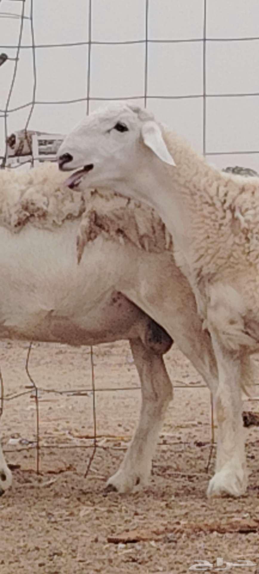 جذع مشروط مباع64410173257089111