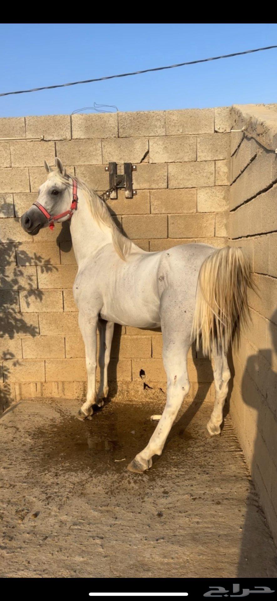حصان مكس بطل64407140408706111