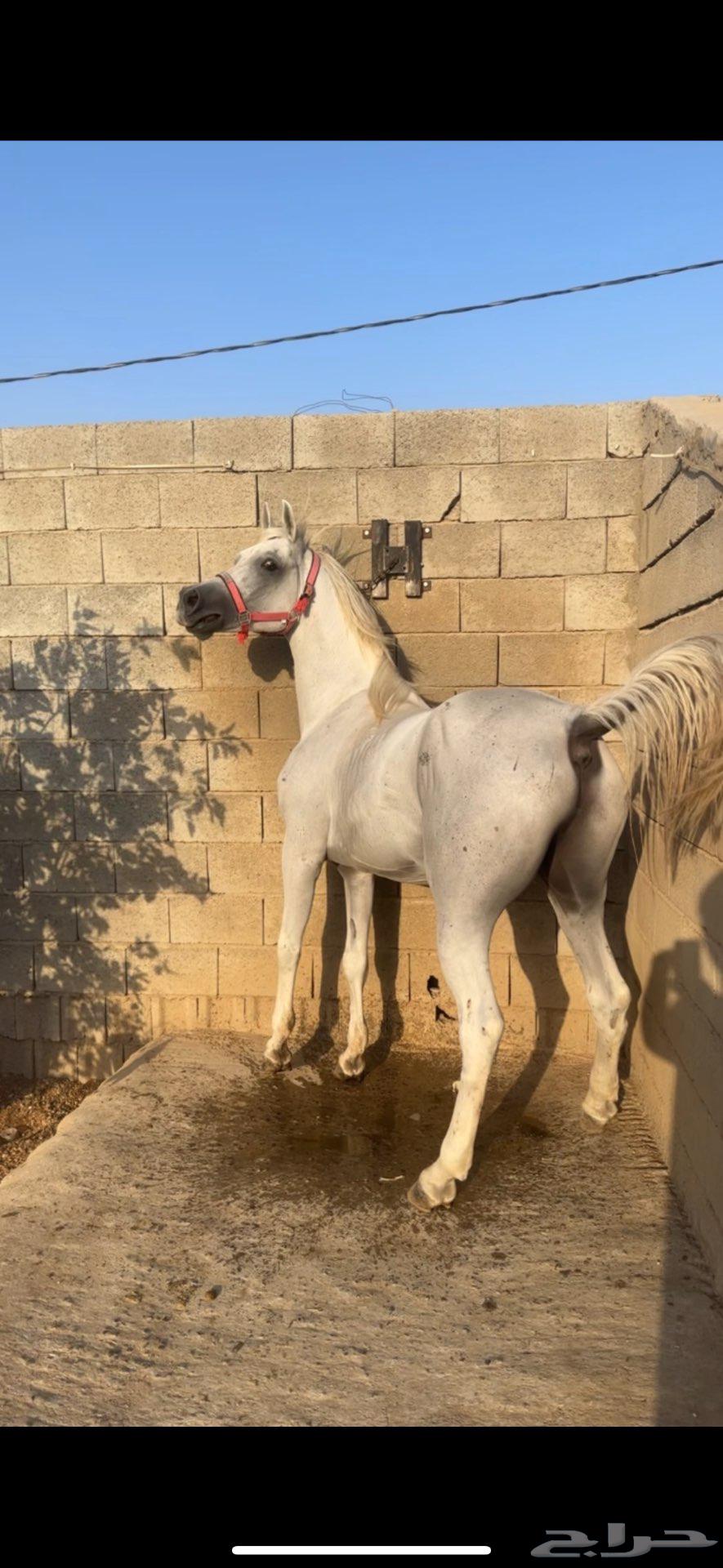 حصان مكس بطل64407140408706112