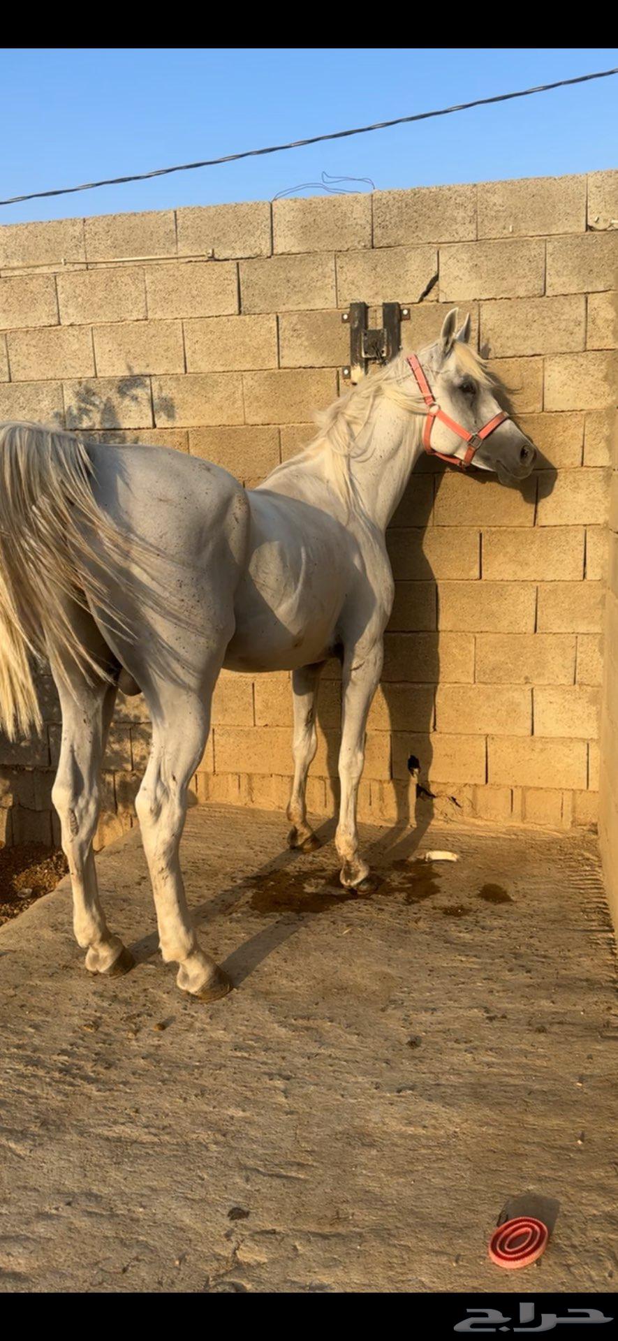 حصان مكس بطل64407140408706110