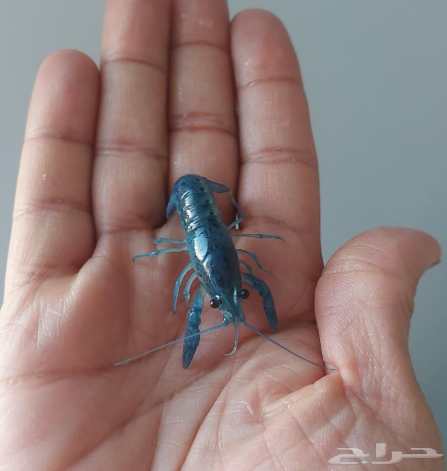 استاكوزا قزم لوبستر مياه عذبة لي حوض سمك64409491709315112