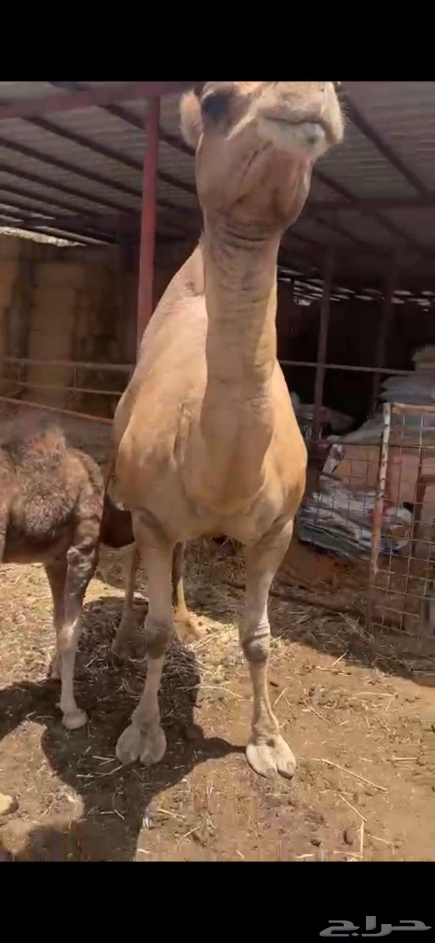 ناقه للبيع64407489454979111