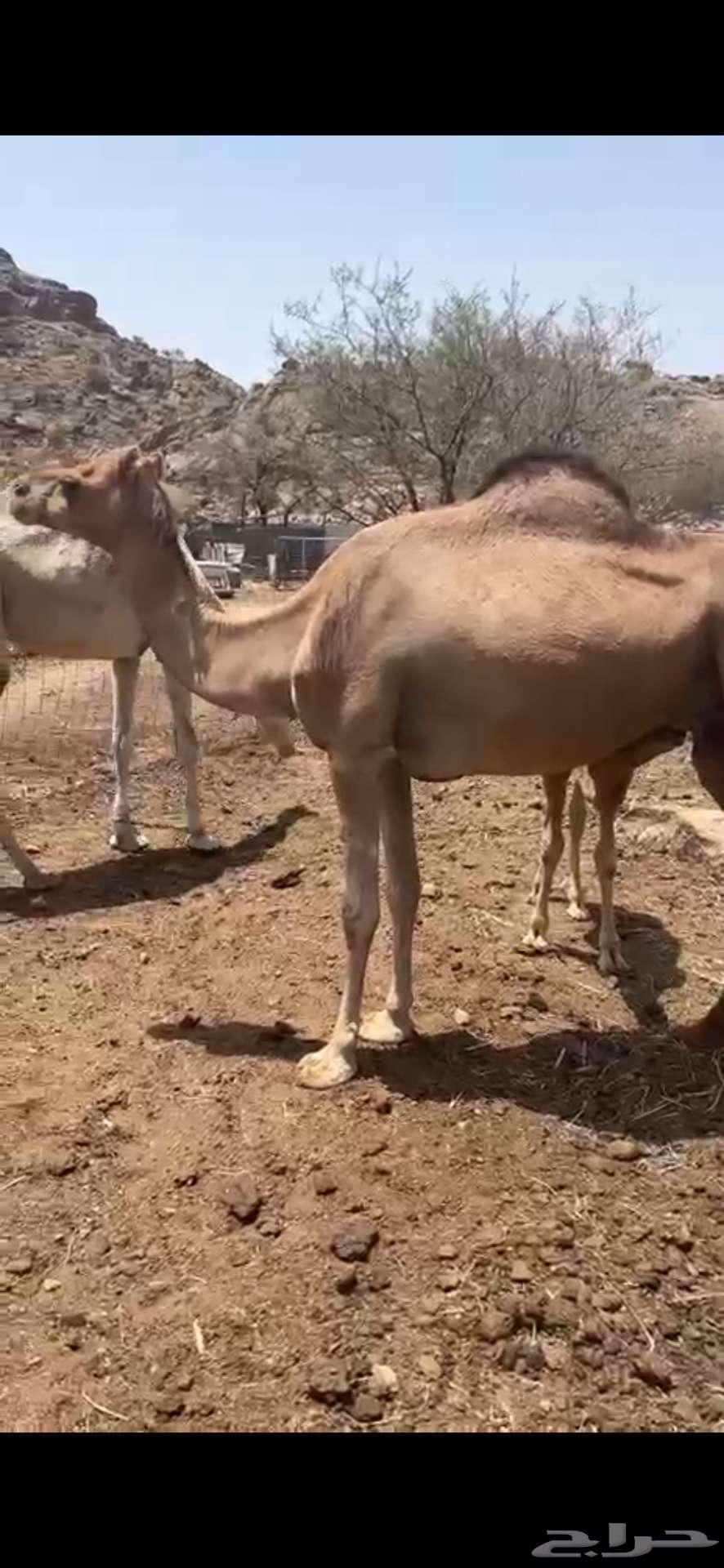 ناقه للبيع64413422930178110