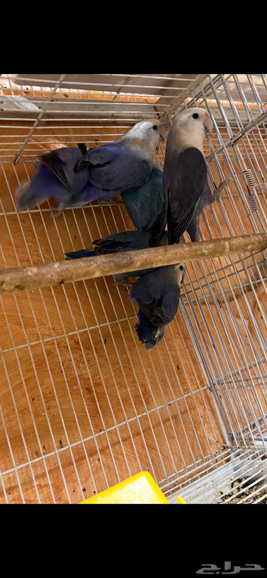 For sale, a small batch of roses64407517189762114