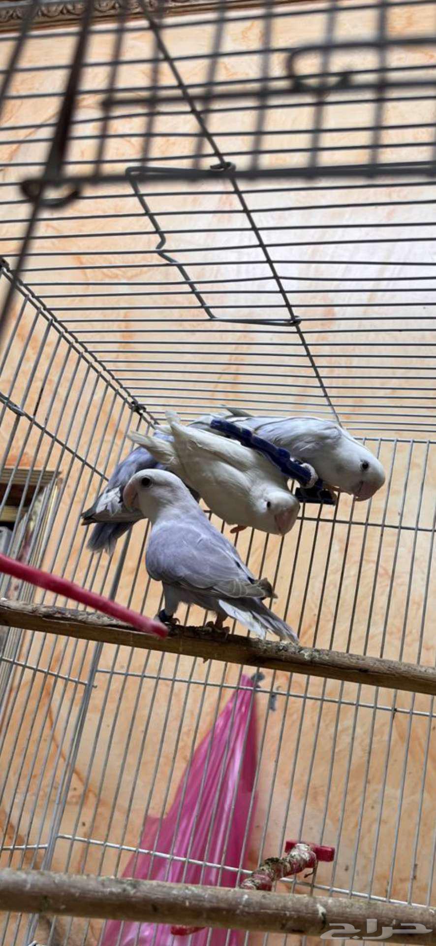 For sale, a small batch of roses64407517189762112