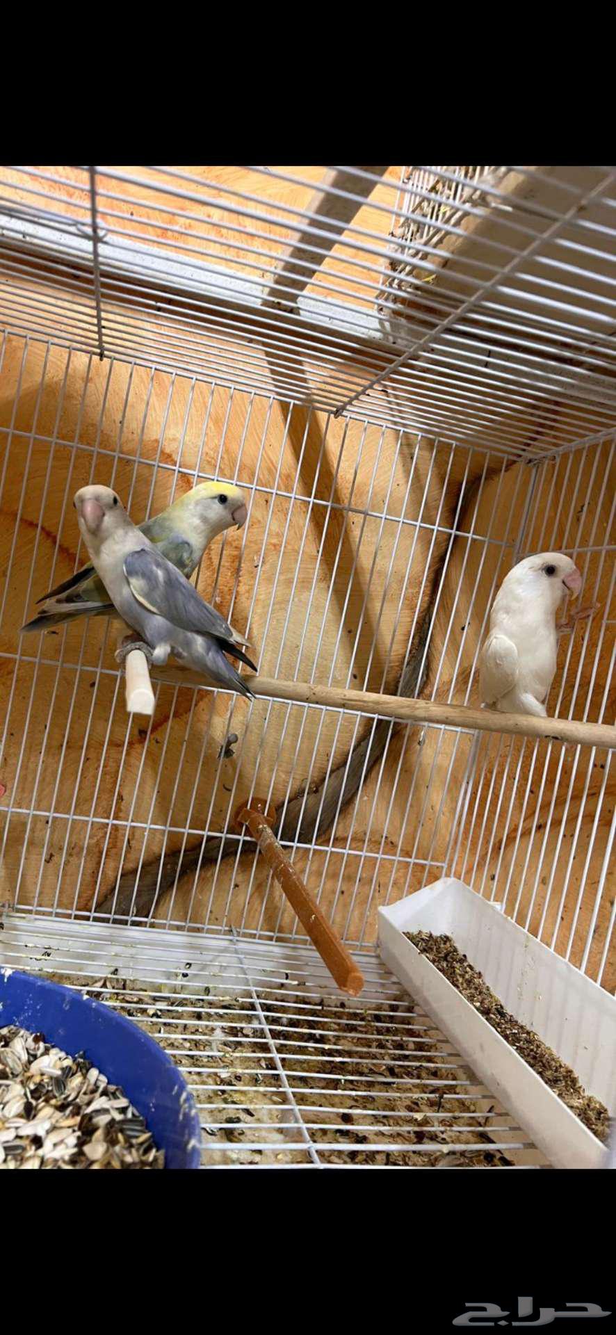 For sale, a small batch of roses64407517189762113