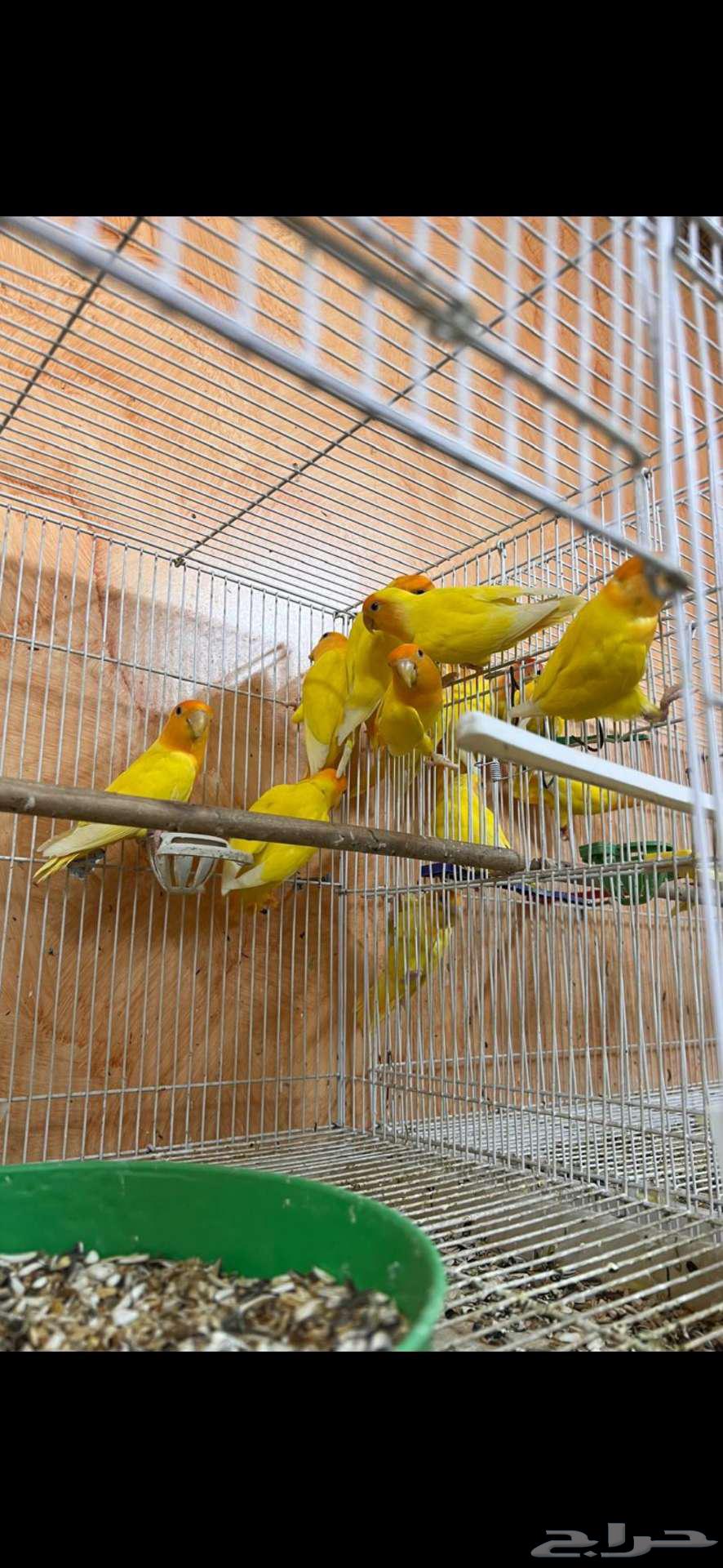 For sale, a small batch of roses64407517189762111