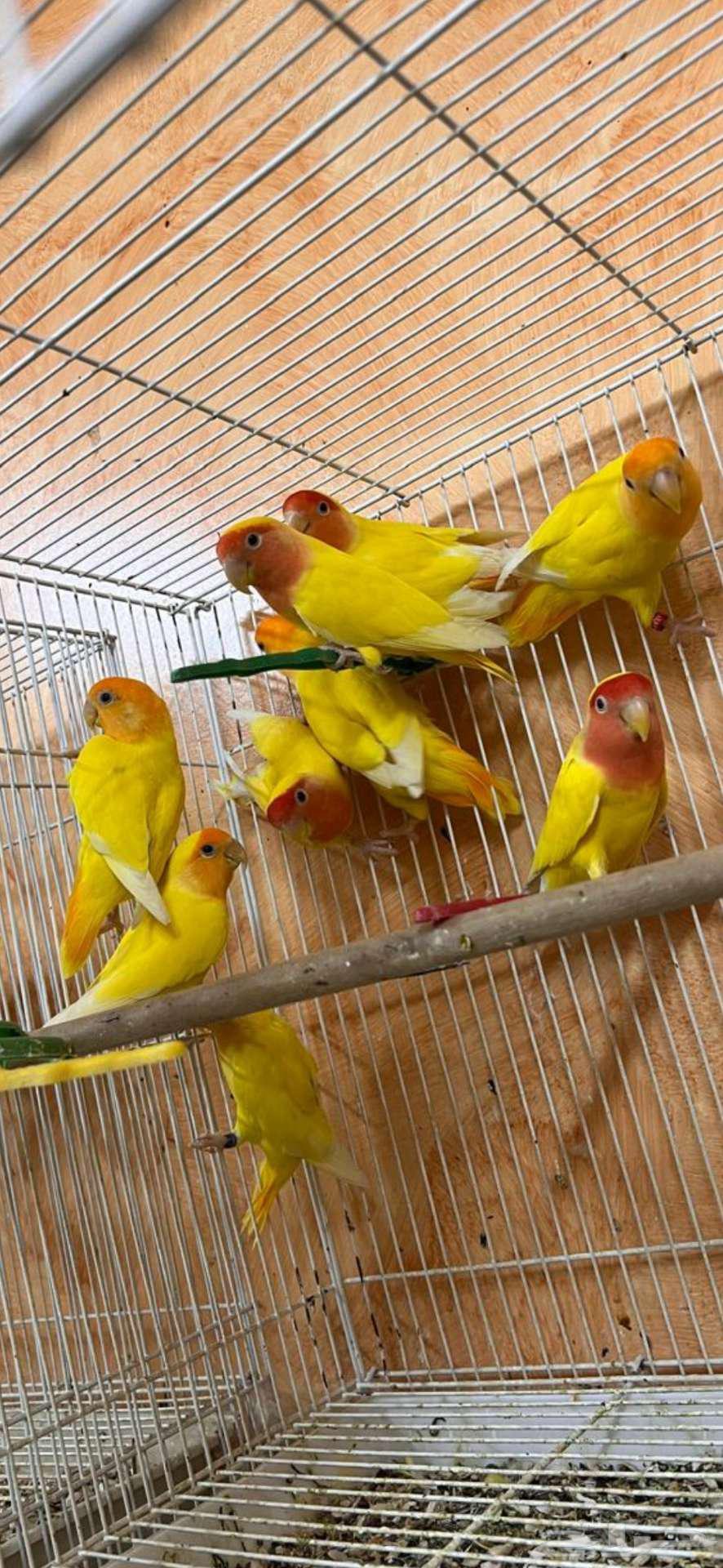 For sale, a small batch of roses64407517189762110