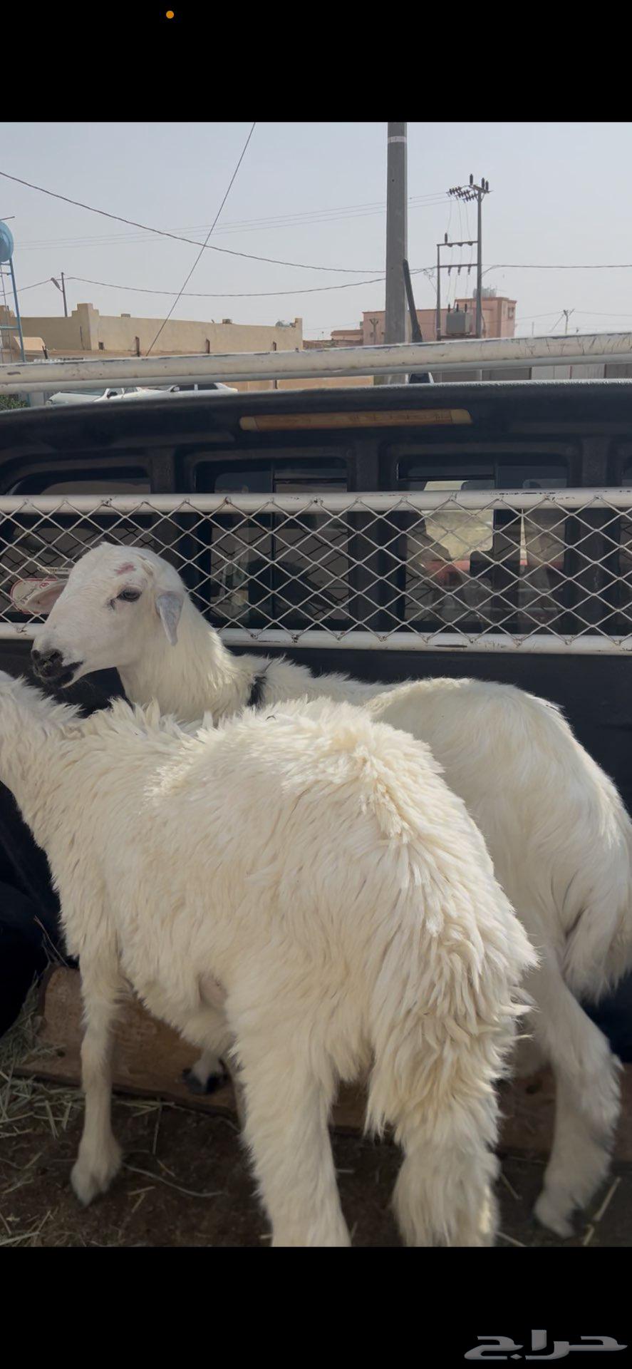 Sheep64410580881667112