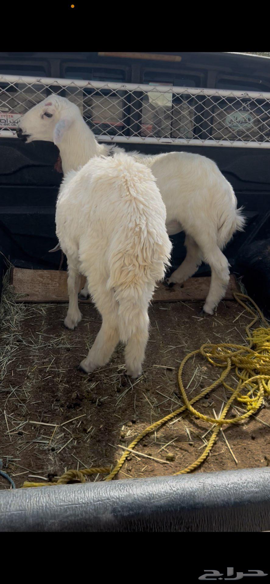 Sheep64410580881667113