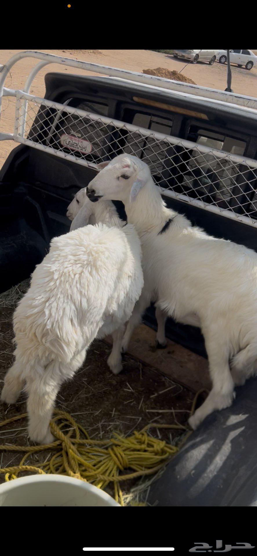 Sheep64410580881667114