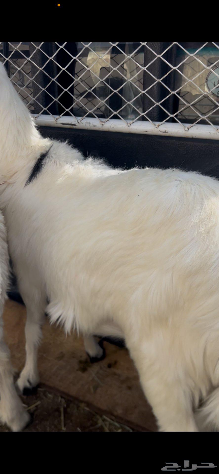 Sheep64410580881667111