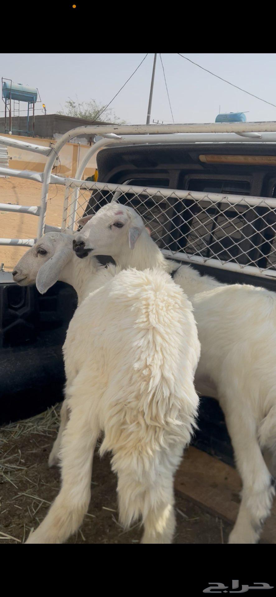 Sheep64410580881667110