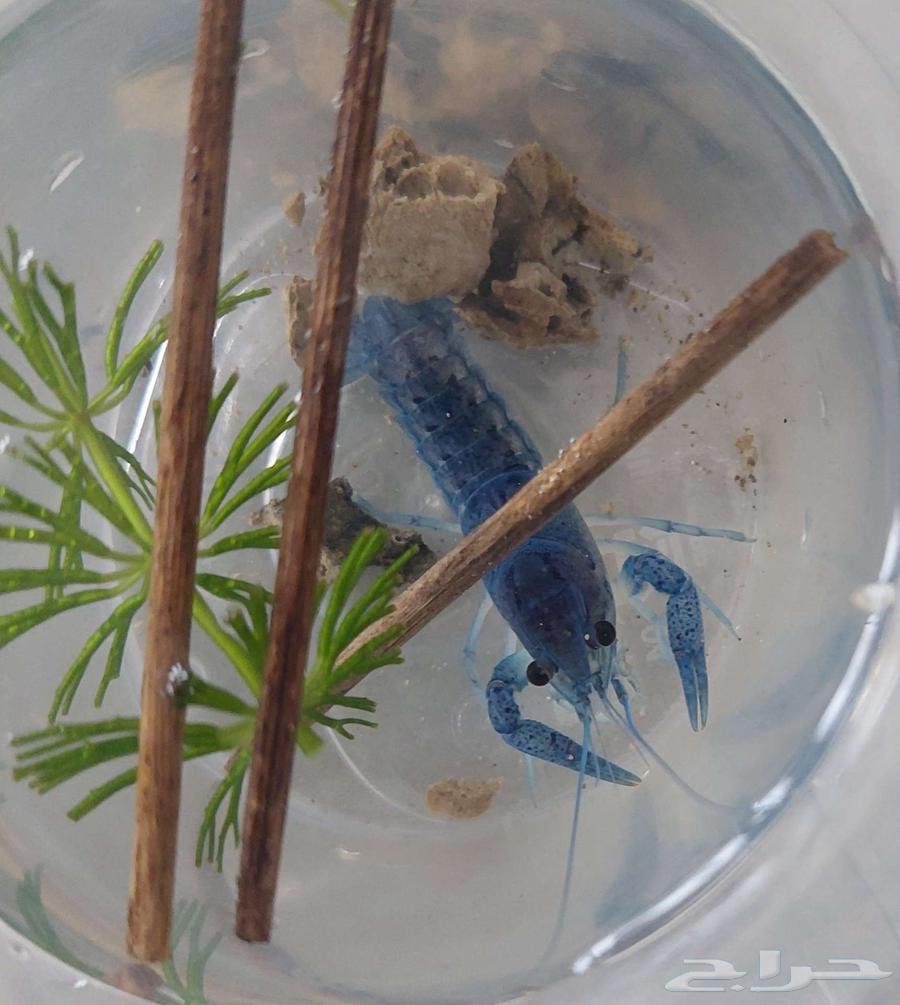 استاكوزا قزم لوبستر مياه عذبة لي حوض سمك64409491709315114