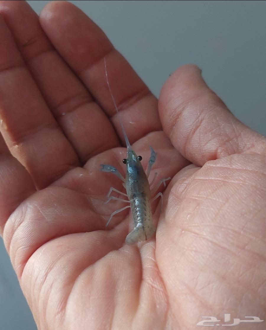 استاكوزا قزم لوبستر مياه عذبة لي حوض سمك64409491709315113