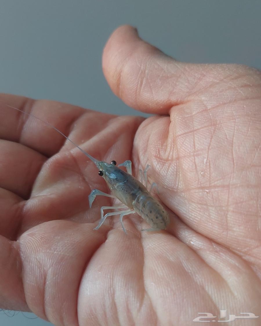 استاكوزا قزم لوبستر مياه عذبة لي حوض سمك64409491709315111