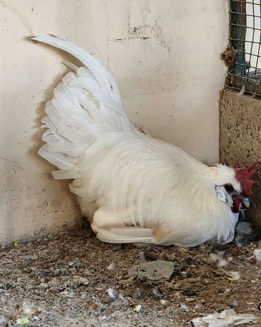 ديك أبيض مكس سلكي فيومي64411460322306114