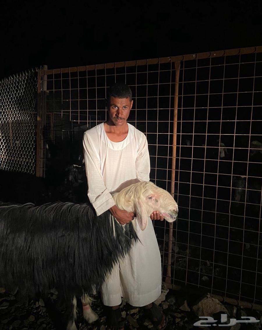 For sale, high-quality Najdi ram64407377942914112