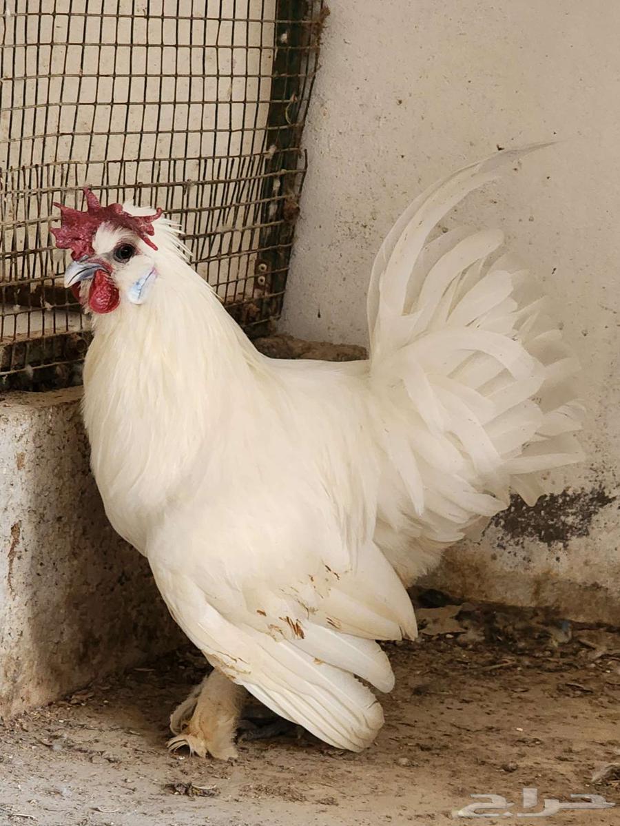 ديك أبيض مكس سلكي فيومي64411460322306111