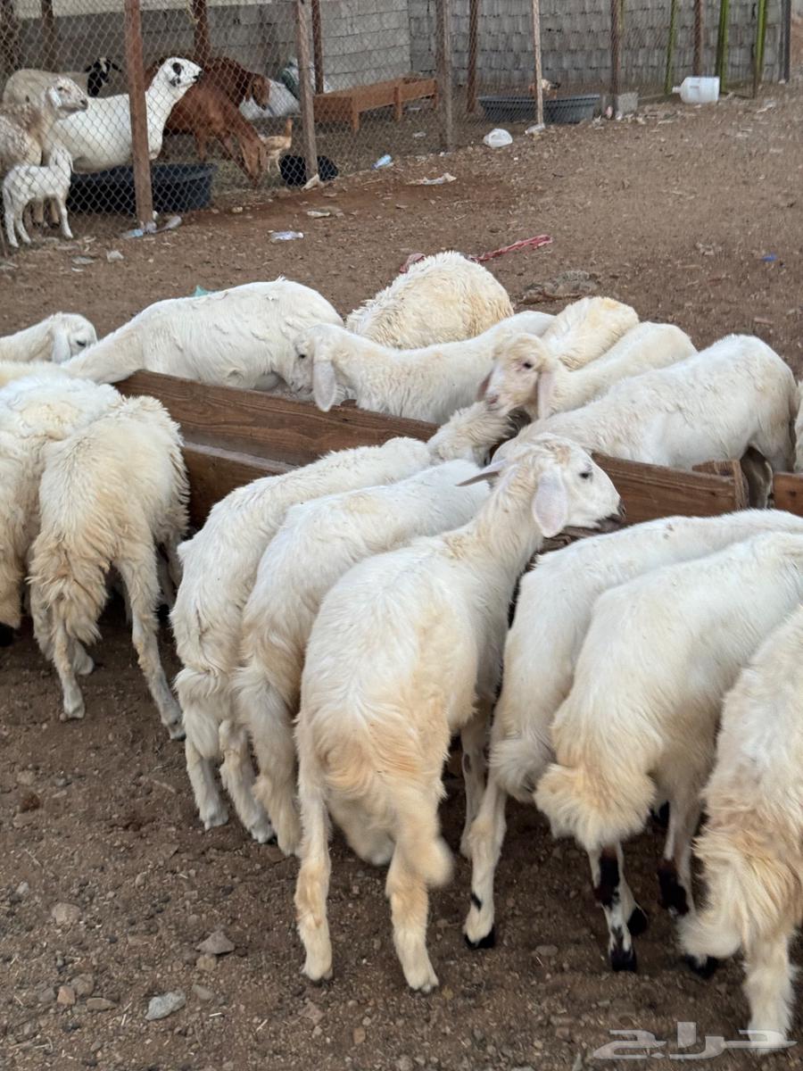 طليان ورخال حري بهم تربيه64406096491906111