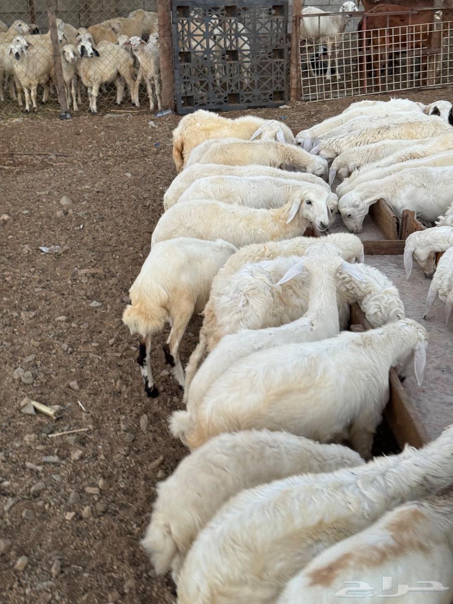 طليان ورخال حري بهم تربيه64406096491906112