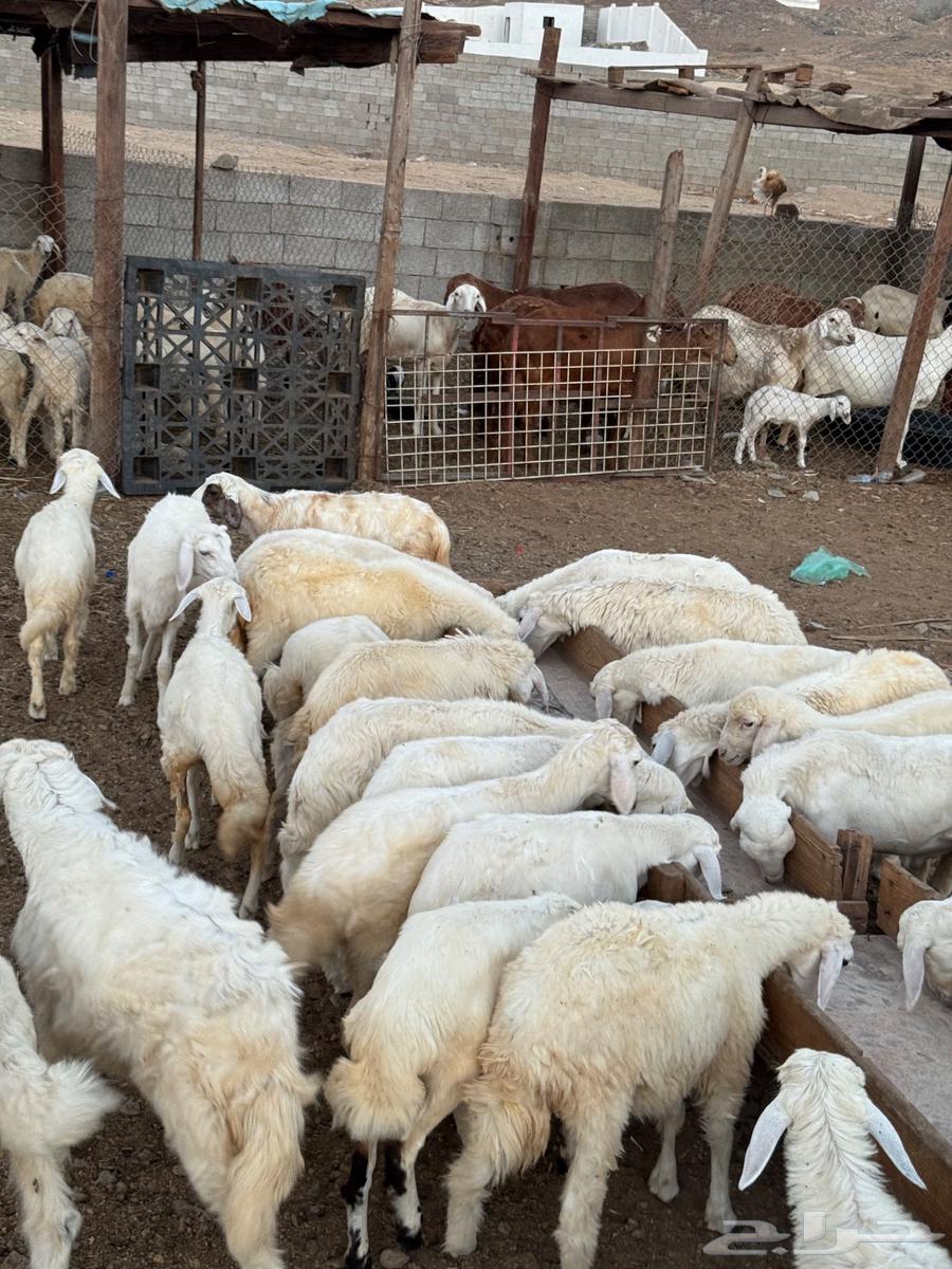 طليان ورخال حري بهم تربيه64406096491906114