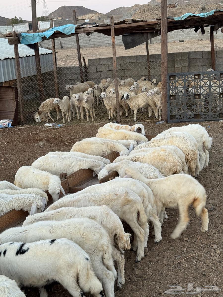 طليان ورخال حري بهم تربيه64406096491906113